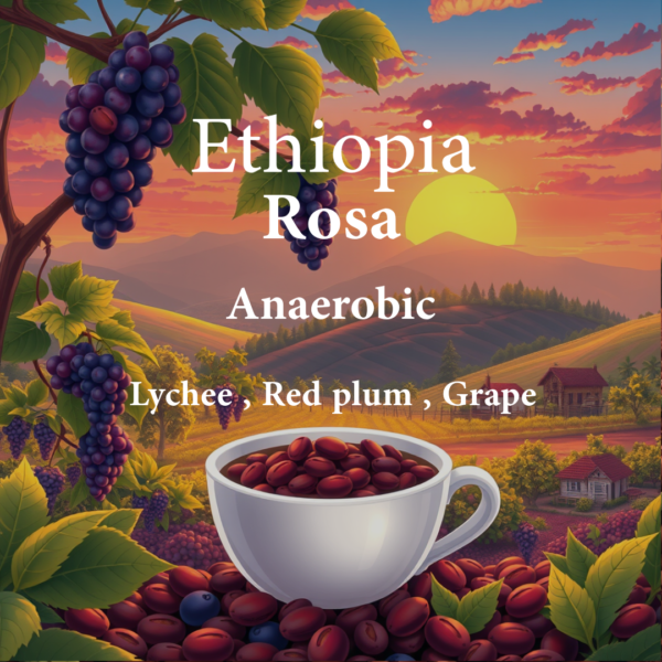 Ethiopia Rosa